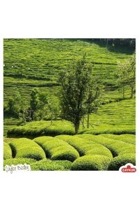 Kamelya Çayı 500 Gr - 15 Adet