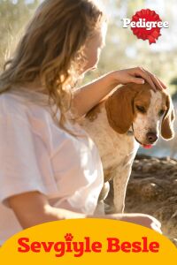 Pedigre Biscrok Köpek Ödül Bisküvisi 500 grx 2 Adet